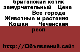 британский котик замурчательный › Цена ­ 12 000 - Все города Животные и растения » Кошки   . Чеченская респ.